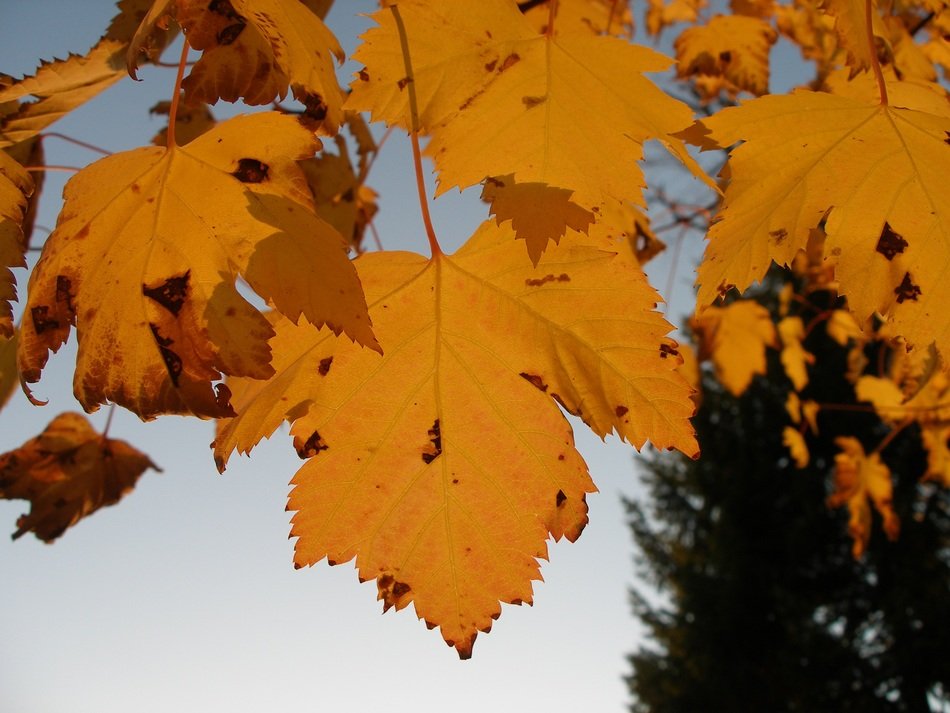 maple leaves in autumn outdoors