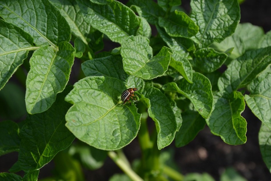 beetle on the potato foliage
