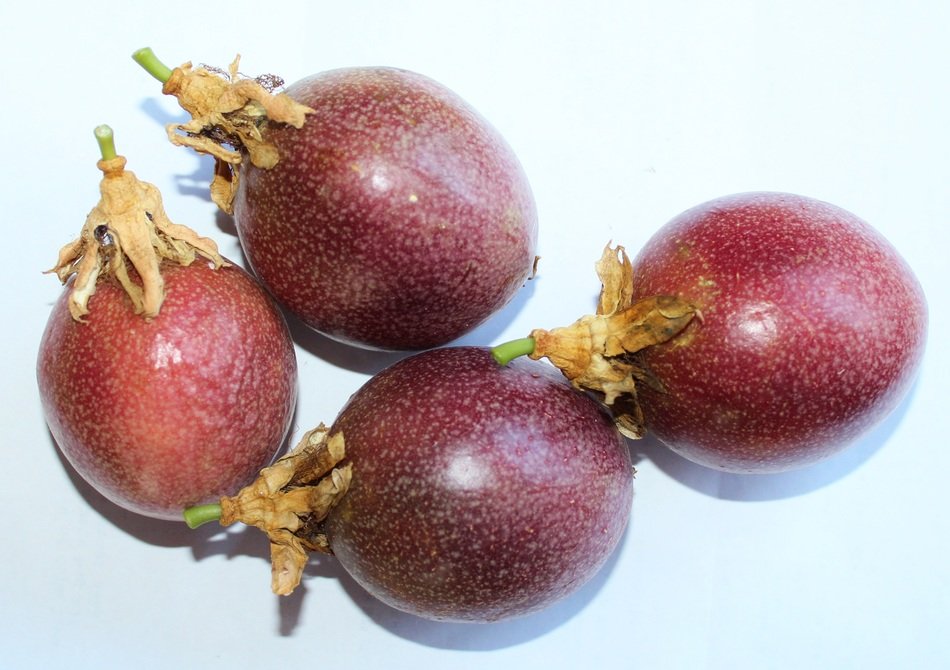 blackwood fruit