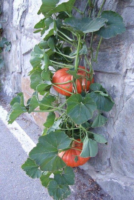 pumpkins with leaves