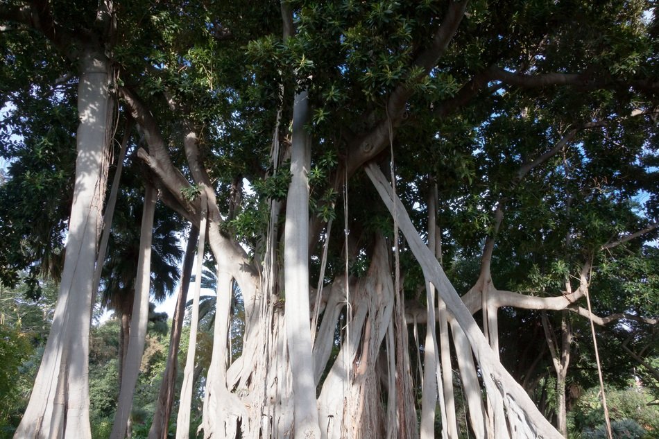 ficus macrophylla plant