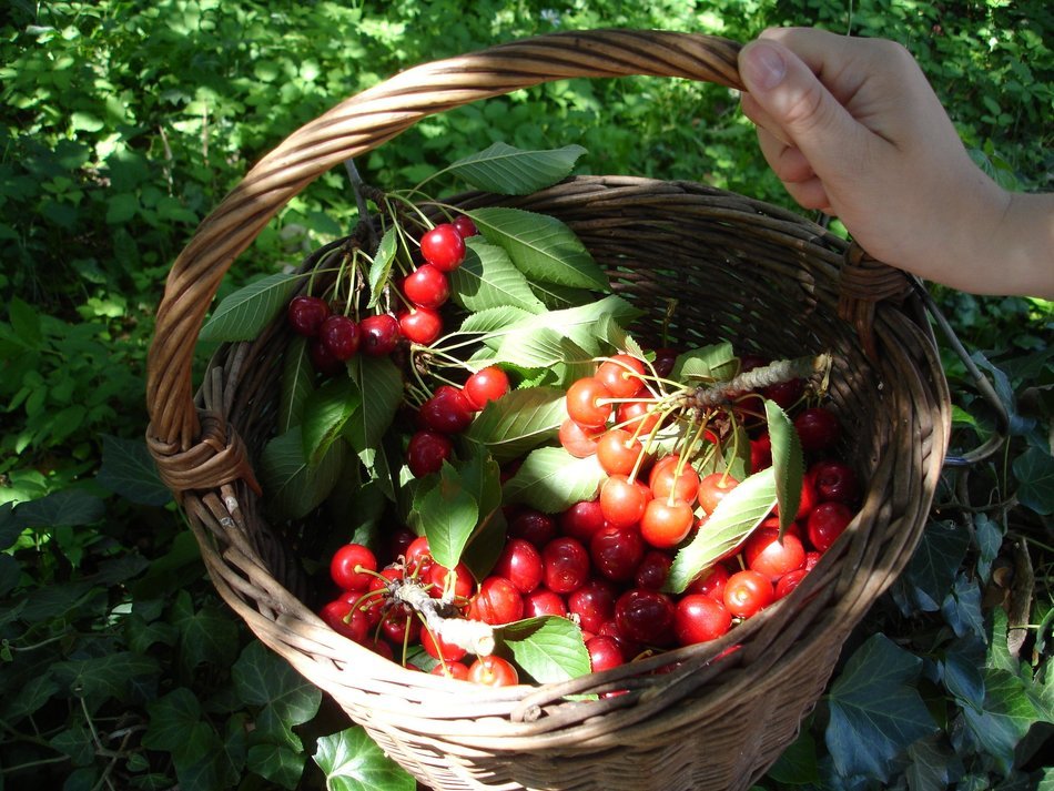 ripe cherry in wicker basket