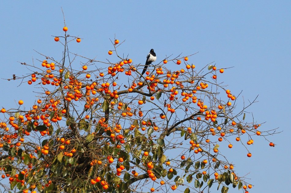 magpie on fresh and beautiful natural fruit trees