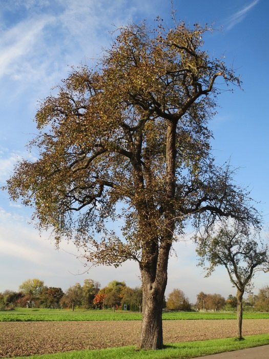 fresh and beautiful pear tree