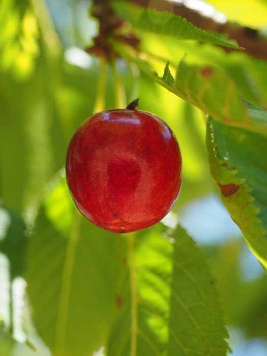 one red cherry on the branch