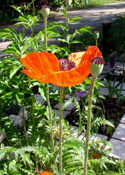flowering poppies in a sunny garden