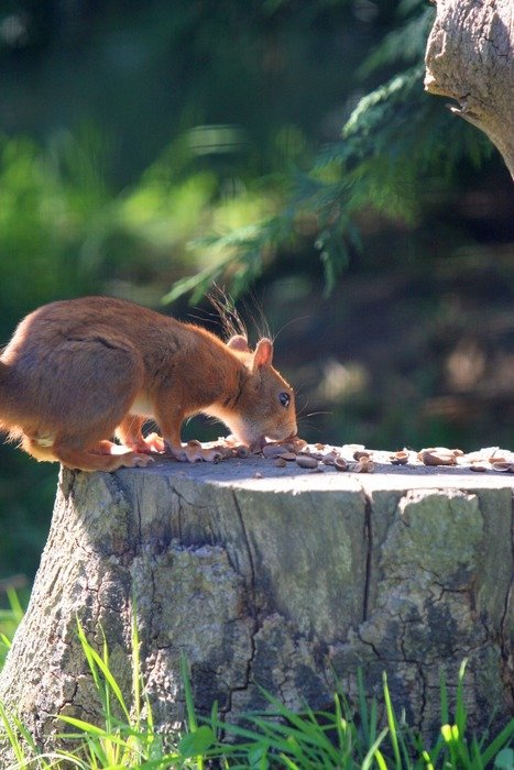 red squirrel on a stump eats nuts