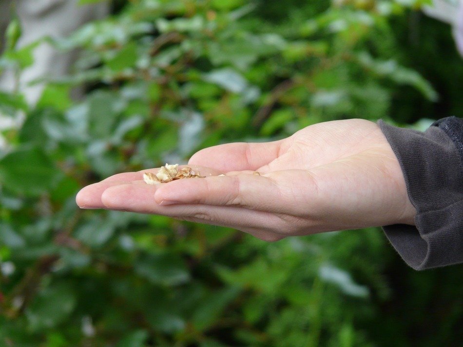 bird seeds on the human hand