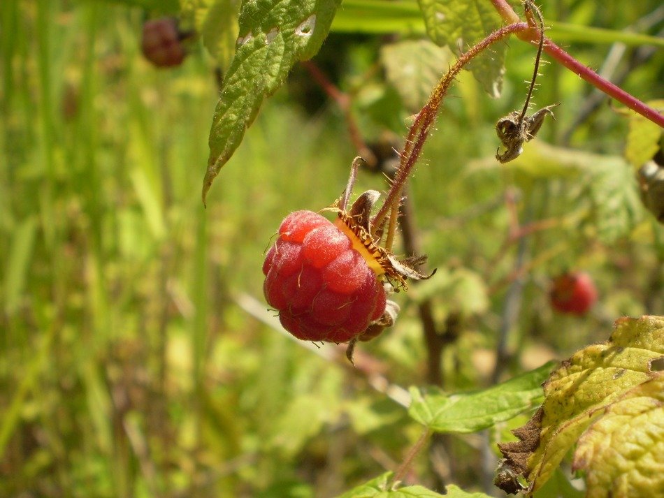 Red raspberries on the plant