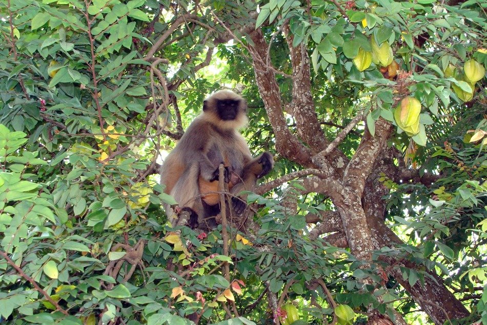 the monkey on the bushes