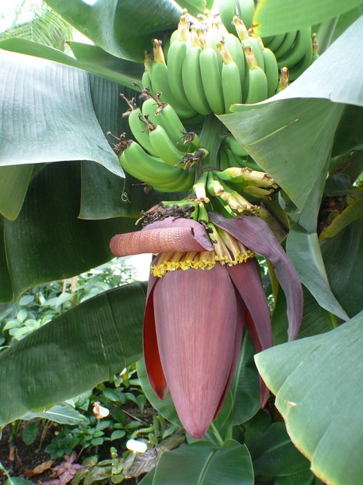 Shrub of bananas on the sunny scene