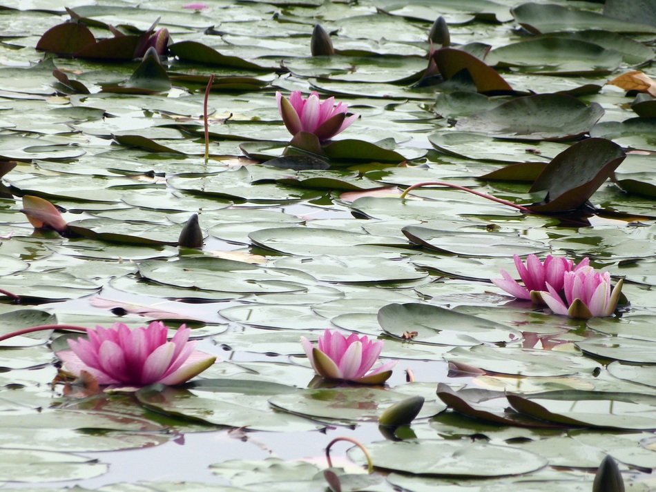 beautiful water lily