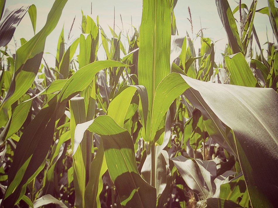 long green leaves on cornfield