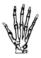 bone hand on a white background