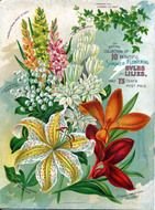 Flower Seed Catalog drawing