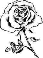 painted black and white rose on a page in a book