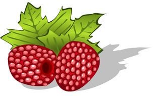 Colorful raspberries with the leaves clipart