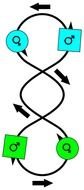 Four Leaf Clover Templates drawing