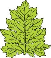 Acanthus Leaves Clip Art