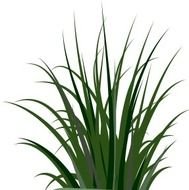 Grass Clip Art N72