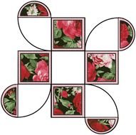 Red And Pink Roses Against A Black Background On Pretty Clipart N2