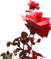 Rose Clip Art N76
