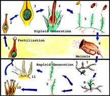 Moss Life Cycle N3