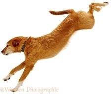 Dog Jumping N2