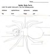 Spider Body Parts drawing