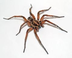 isolated wolf spider