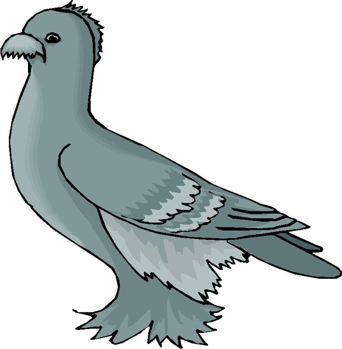 Feather Footed fancy Pigeon, Clip Art