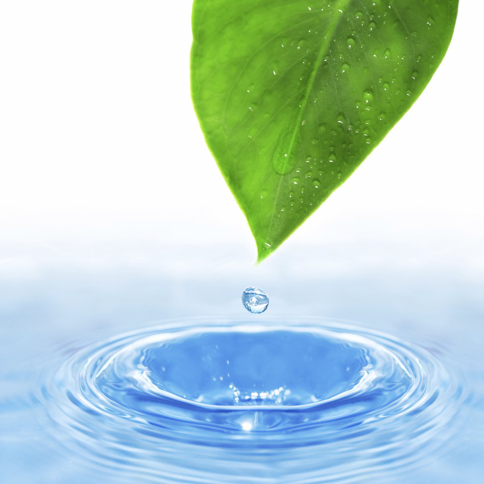 Leaf Water Drop