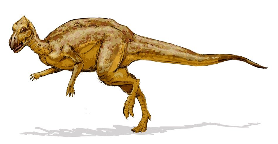 Zalmoxes Dinosaur drawing