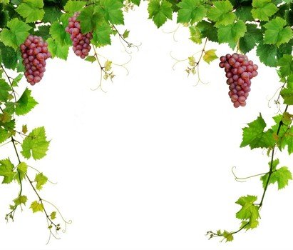 grape vine, Delete Rustic Border
