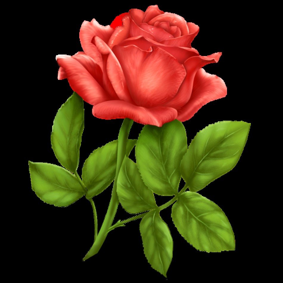 Rose Icon N3