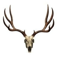 Deer Skull drawing