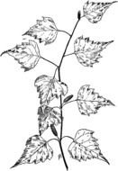 Black and white drawing of the branch with the leaves clipart