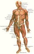 Skeletal Muscles of Human Body, drawing