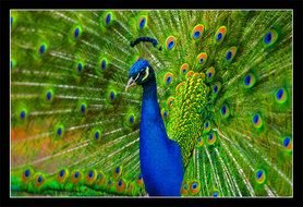 picture of the Peacock