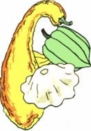Squash Clip Art N24