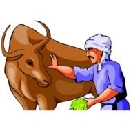 Cow Clip Art With A Farmer Feeding Him Grass Can Be Good Color