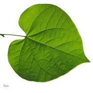 Clip art of green Redbud Leaf