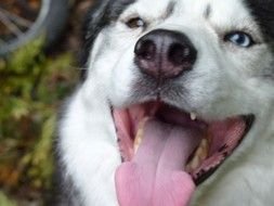 contented husky with sticking out tongue