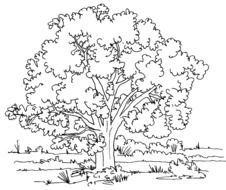 Tree Coloring Pages darwing