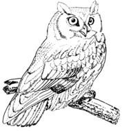 Realistic Owl Coloring Pages