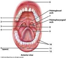 Palate Of Mouth Anatomy