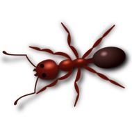 drawn big brown ant on a white background
