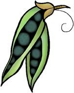 Green Fruit Clip Art N2