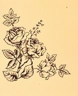 Vintage nice Rose drawing