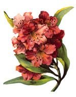 Antique Floral drawing